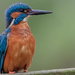 Gap in beak, Male Kingfisher by padlock