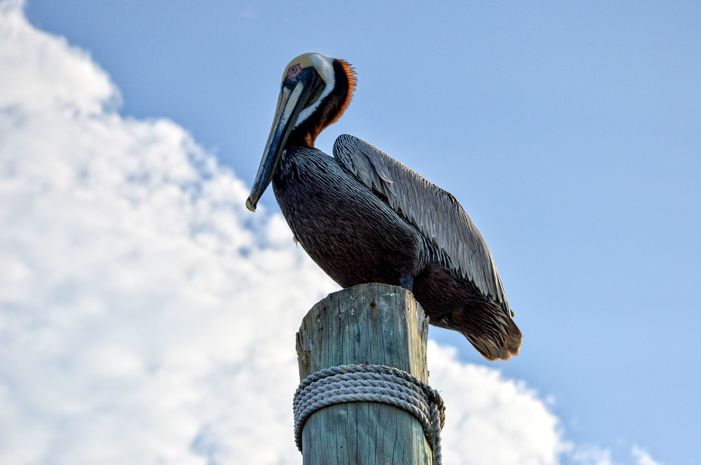 Pelican by danette