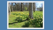 10th Apr 2017 - Daffodils in Lowther gardens.
