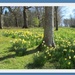 Daffodils in Lowther gardens. by grace55