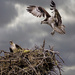 Osprey Bringing Nesting Materials  by jgpittenger