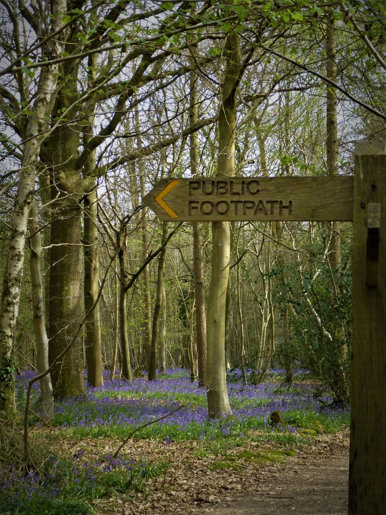Which Way to the Bluebells? by 30pics4jackiesdiamond