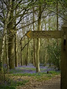 11th Apr 2017 - Which Way to the Bluebells?