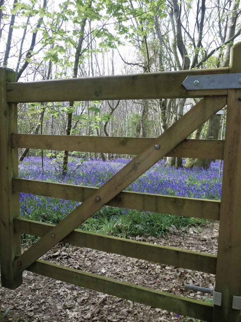 No Entry to the Bluebells by 30pics4jackiesdiamond