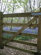 11th Apr 2017 - No Entry to the Bluebells