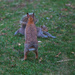 Rabbit vs Squirrel, a 60 second meeting by berelaxed