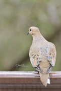 11th Apr 2017 - Mourning Dove