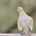 Mourning Dove by janetb