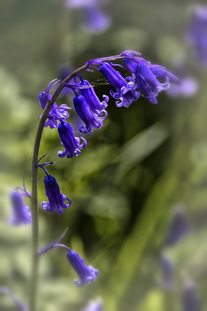 First Bluebell by megpicatilly