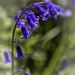 First Bluebell by megpicatilly