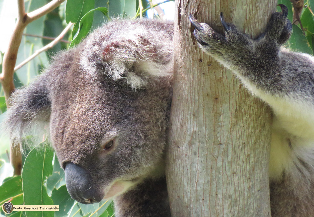 get a grip by koalagardens