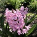  Hyacinth  by beckyk365