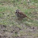 Fox Sparrow by bjchipman