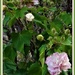 Beautiful Rose of Sharon ~ by happysnaps