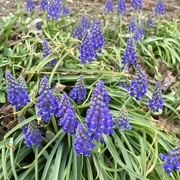 10th Apr 2017 -  Grape hyacinth 
