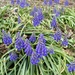  Grape hyacinth  by beckyk365
