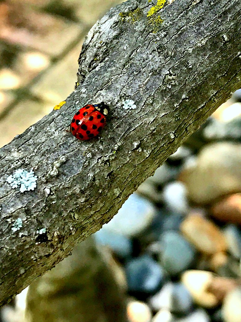 Ladybug...Ladybug by gardenfolk