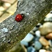 Ladybug...Ladybug by gardenfolk