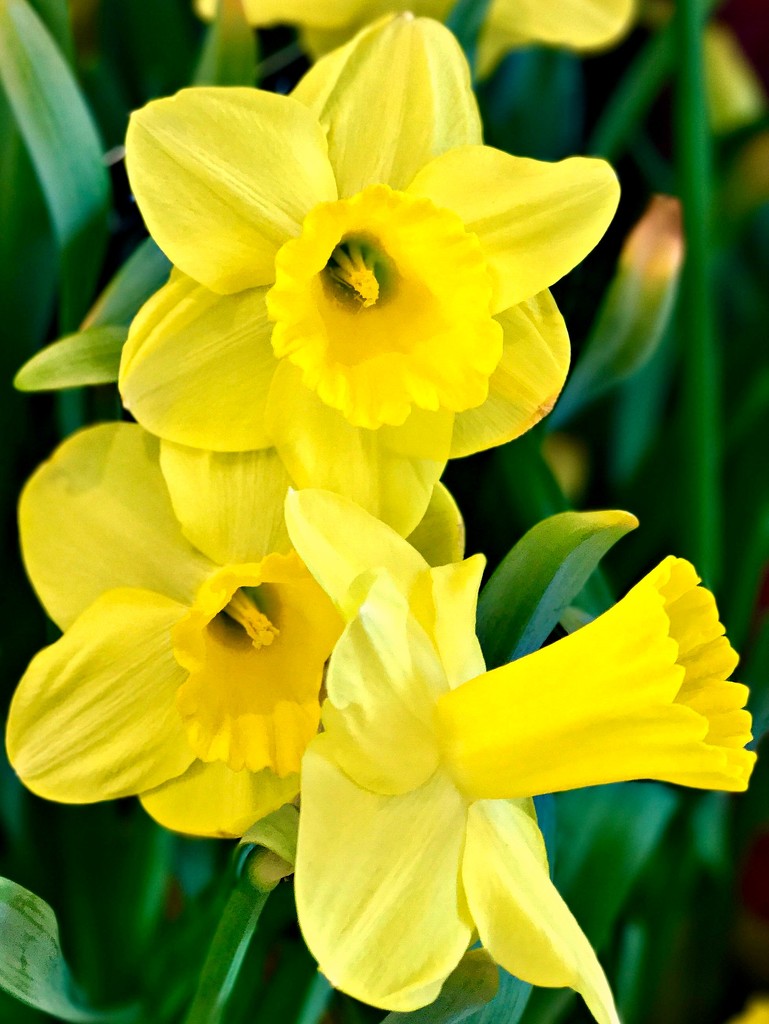 Daffodil Hill by gardenfolk