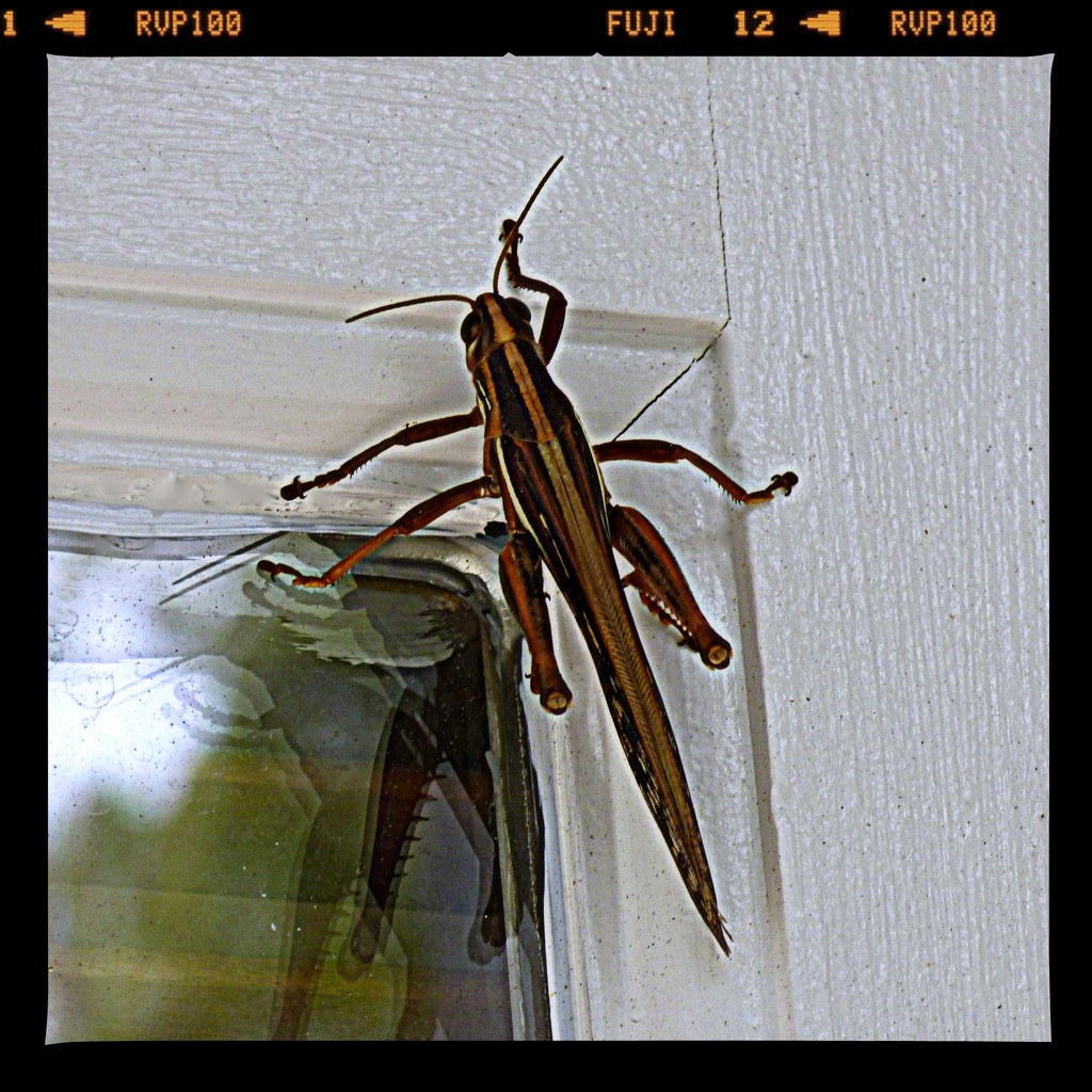Grasshopper by peggysirk