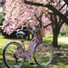 Bike and Blossoms by lynbonn