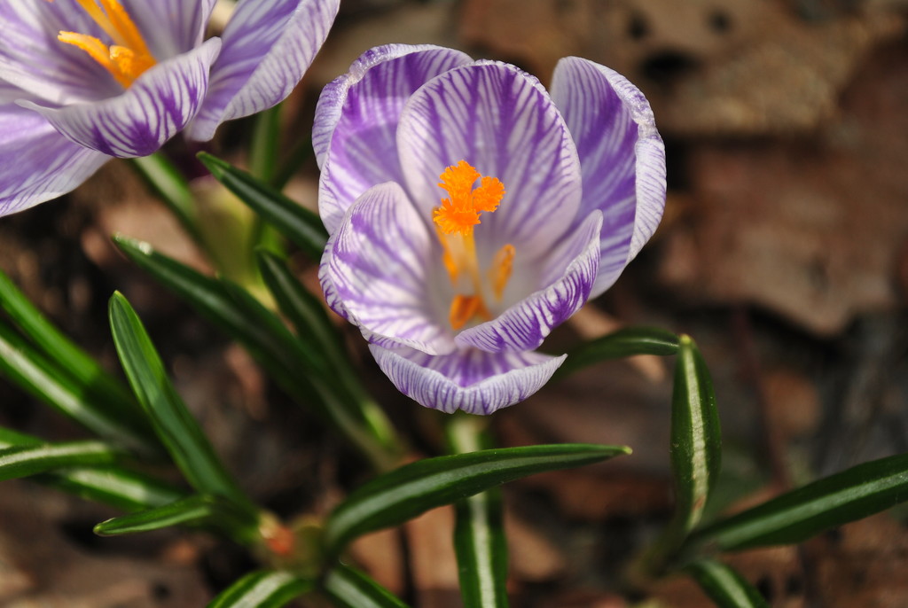 Day 95: Giant Crocus by jeanniec57