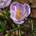 Day 95: Giant Crocus by jeanniec57