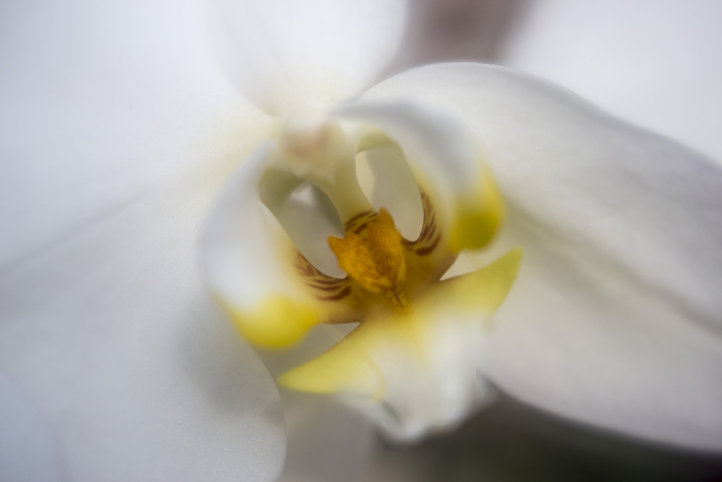 Orchid Eye by pdulis