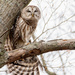 Sleepy Barred Owl by dridsdale