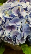 8th Apr 2017 - Blooming Hydrangea 