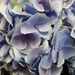 Blooming Hydrangea  by jo38