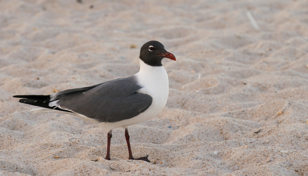 Laughing Gull Waiting for Handouts! by rickster549