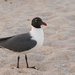 Laughing Gull Waiting for Handouts! by rickster549