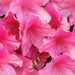 PINK Profusion by homeschoolmom