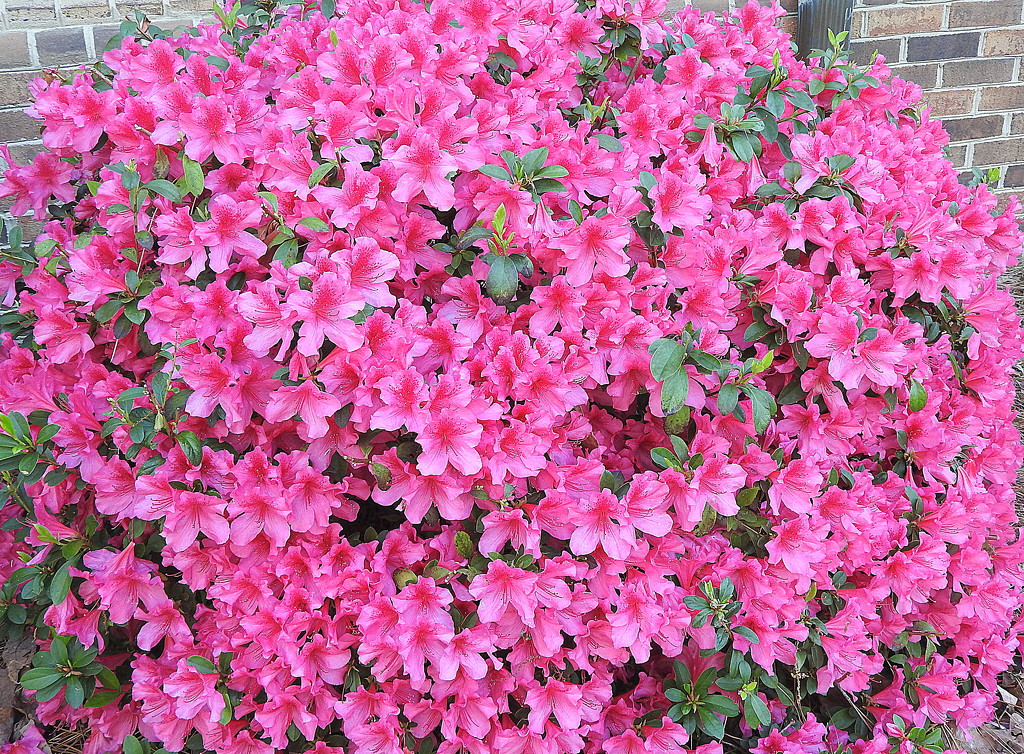 PINK Bush by homeschoolmom