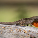 Anole on the Stump! by rickster549