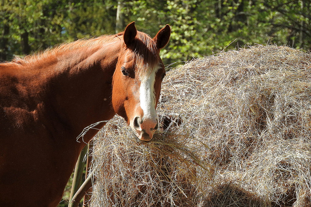 Hay is for Horses! by homeschoolmom