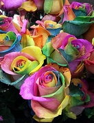 8th Apr 2017 - rainbow roses