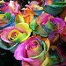 rainbow roses by caitnessa