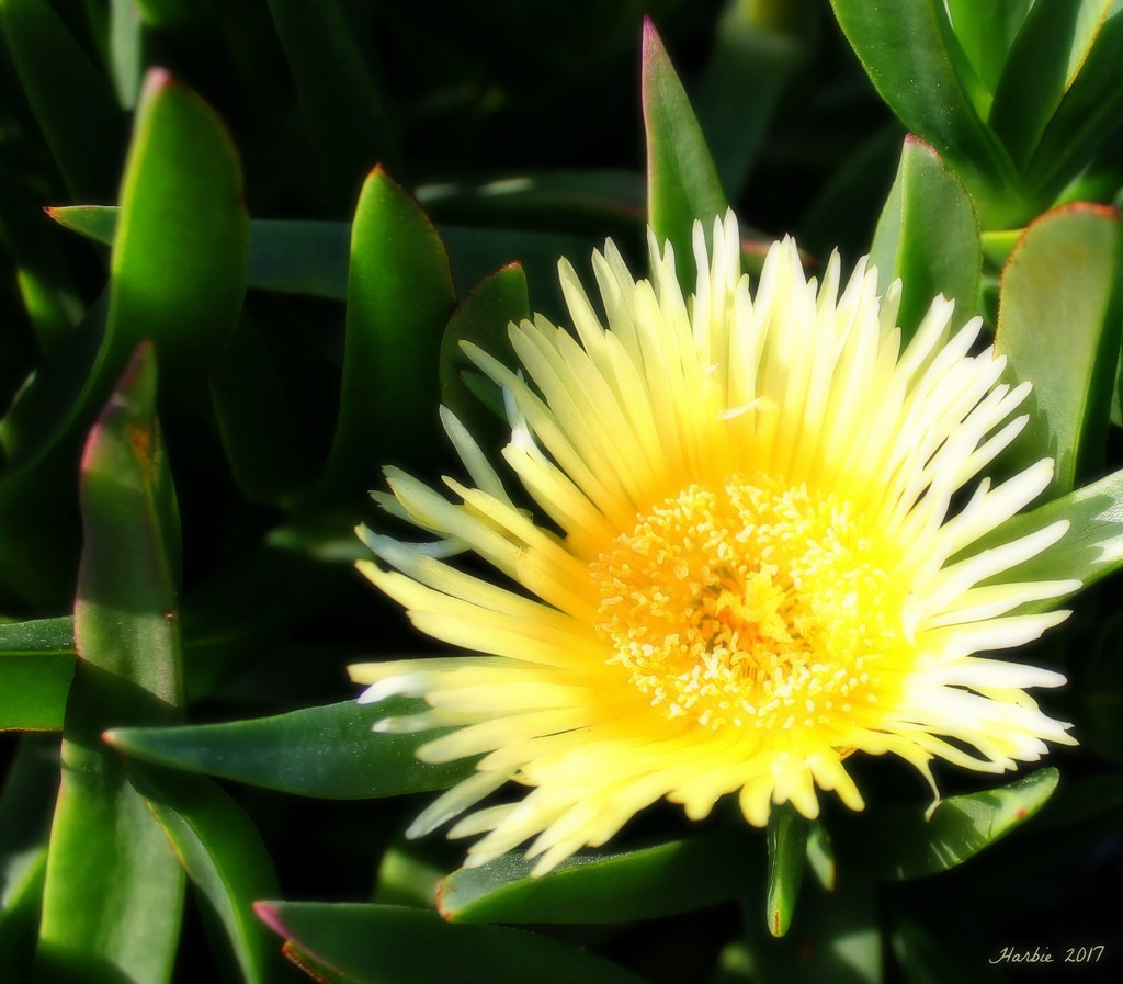 Yellow Ice Plant by harbie
