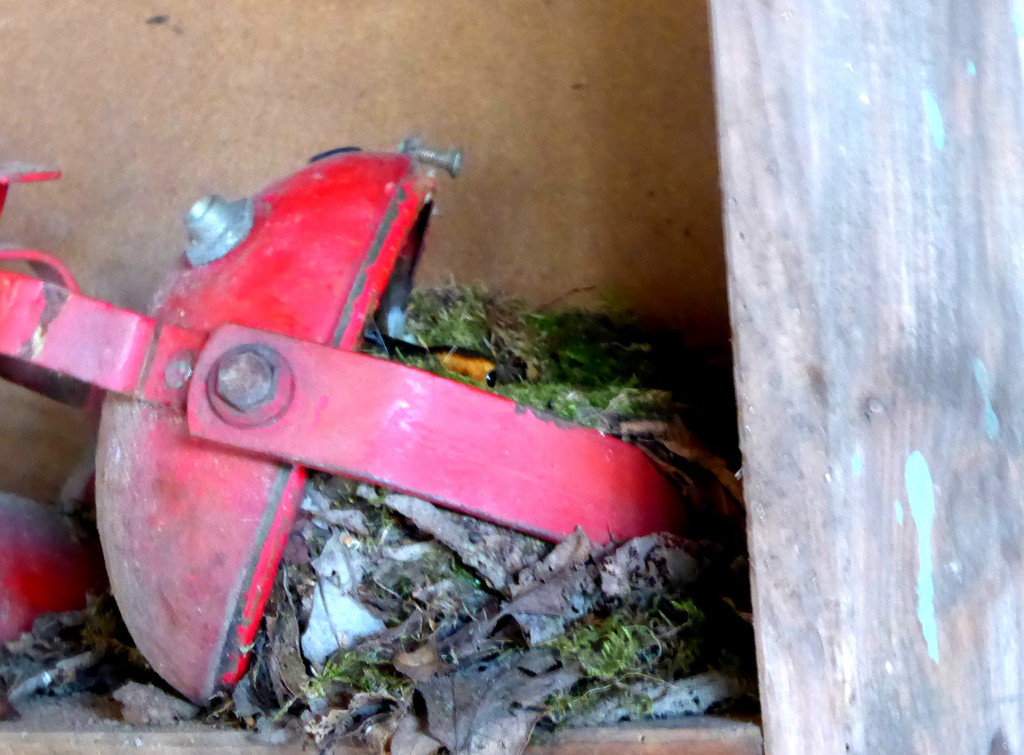 Robin nest by steveandkerry