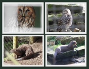 7th Apr 2017 - Owls and Otters