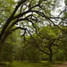 Live oaks and woodland in Spring by congaree