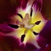 Tulip by flowerfairyann
