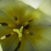 Open tulip by jon_lip