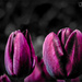 Tulip...Queen Of The Night by carolmw