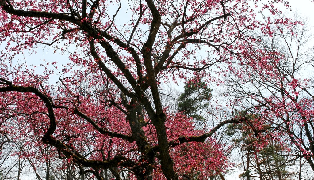 Tree with blossoms by mittens