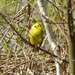  Yellowhammer (male) in a Bush by susiemc