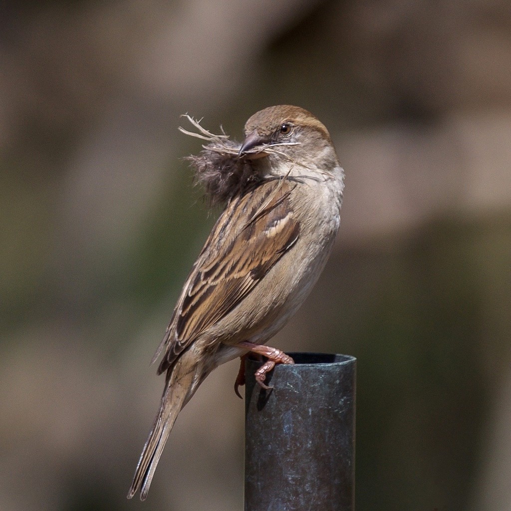 Mama Sparrow feathers her nest by berelaxed