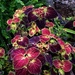  Colorful Coleus Plants  ~ by happysnaps
